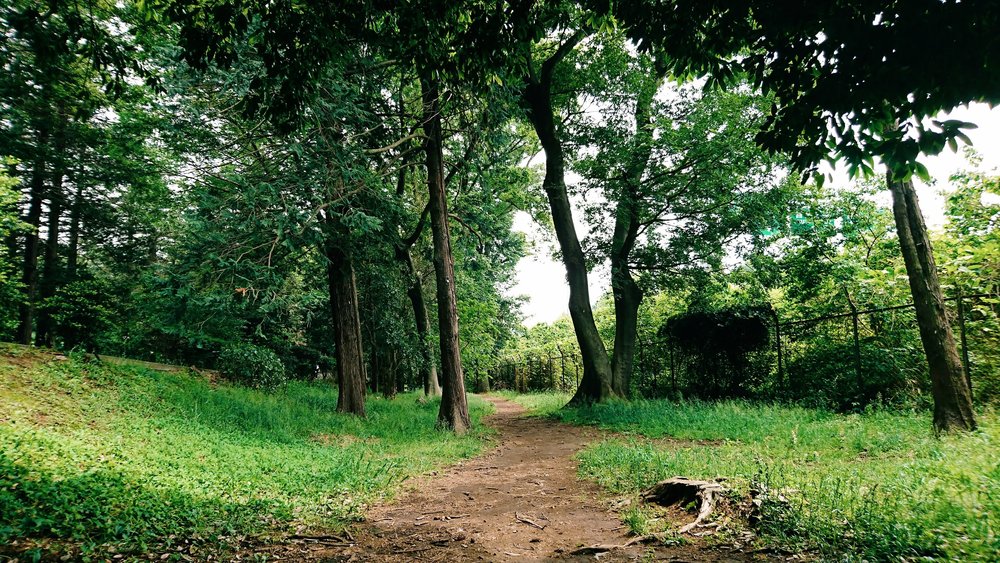 フラペチーノが最高に美味しくなる！緑豊かな二子玉川公園⇔砧公園の往復コースの写真9