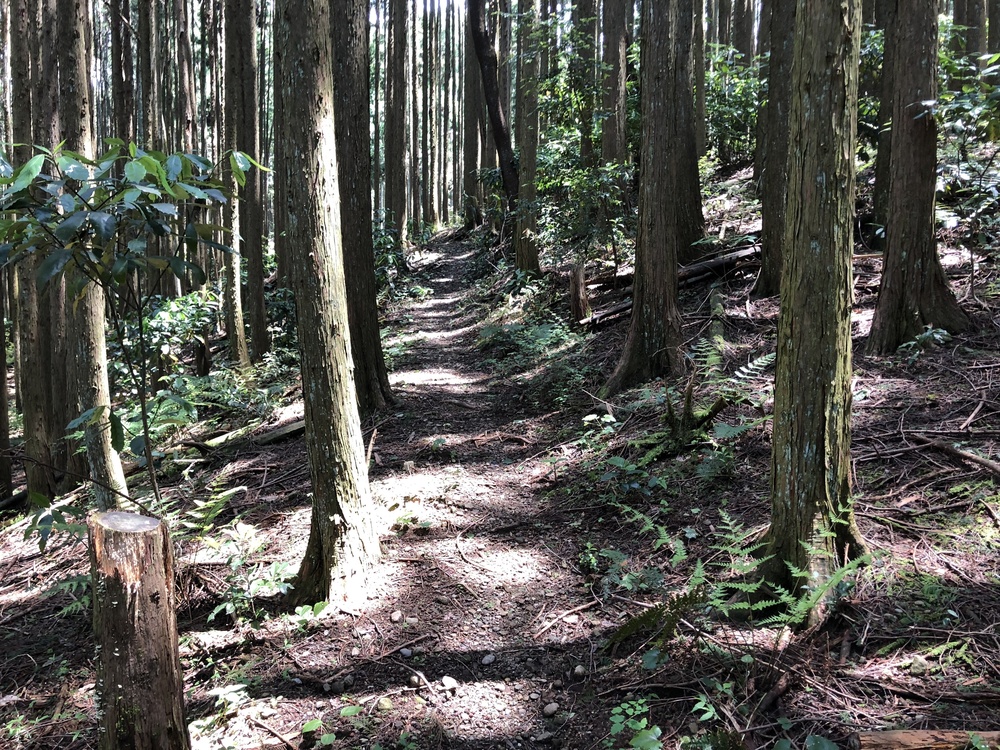 東海自然歩道 静岡バイパスコース はたご池～金丸山～かりがね堤の写真3
