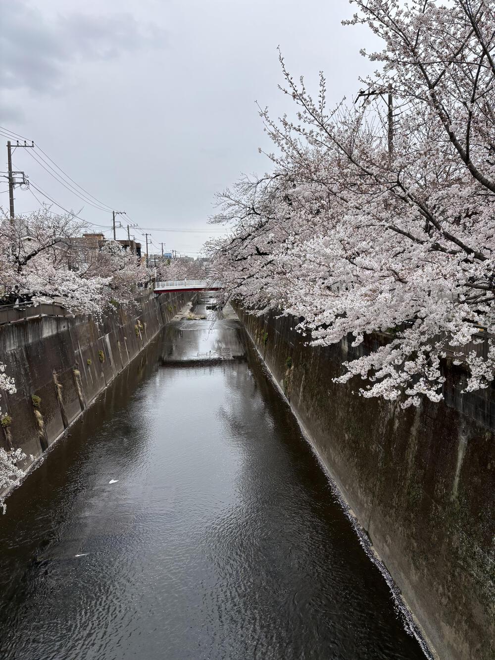 歌川広重と共にRUN 飛鳥山の写真3
