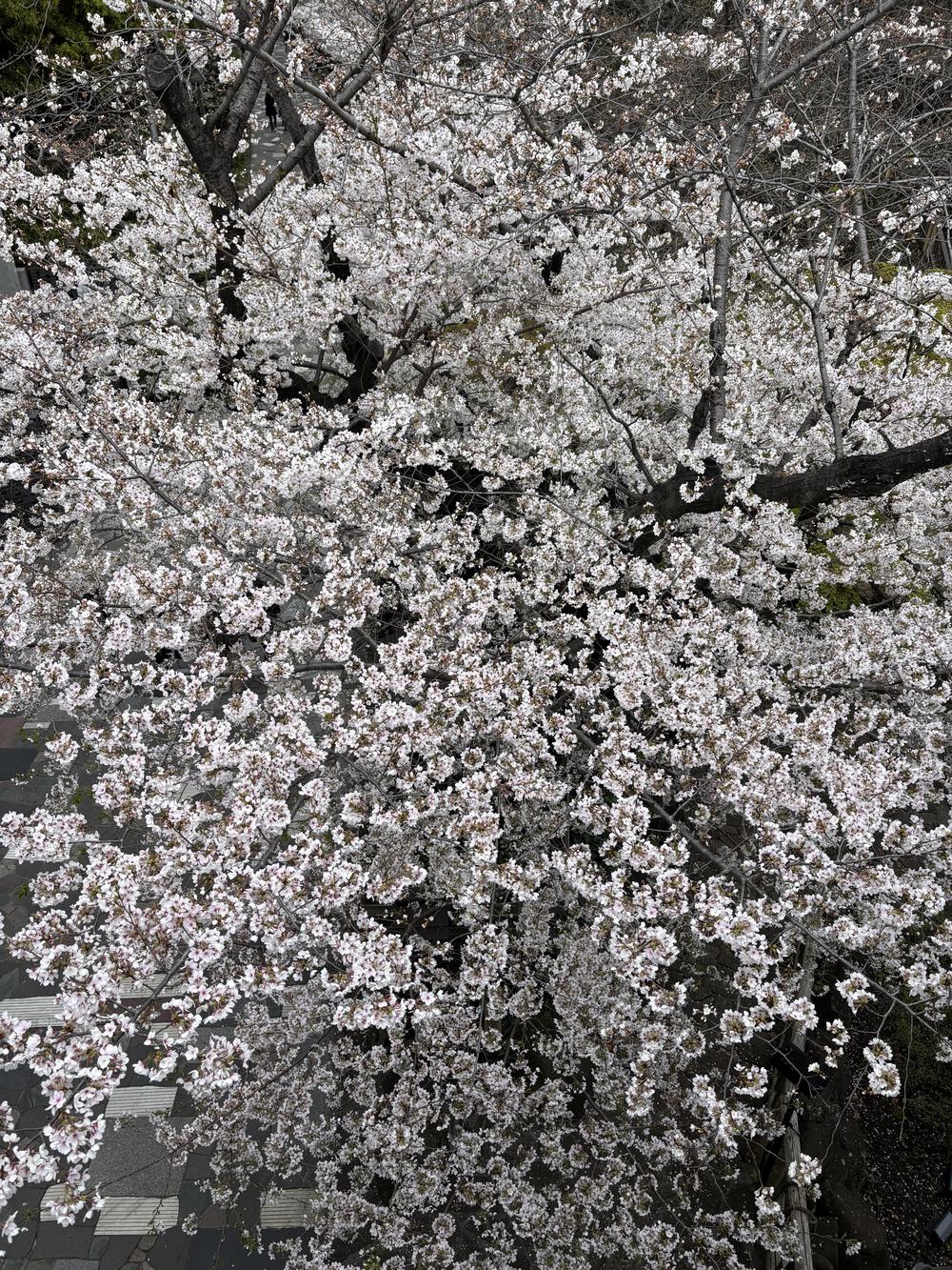 歌川広重と共にRUN 飛鳥山の写真6