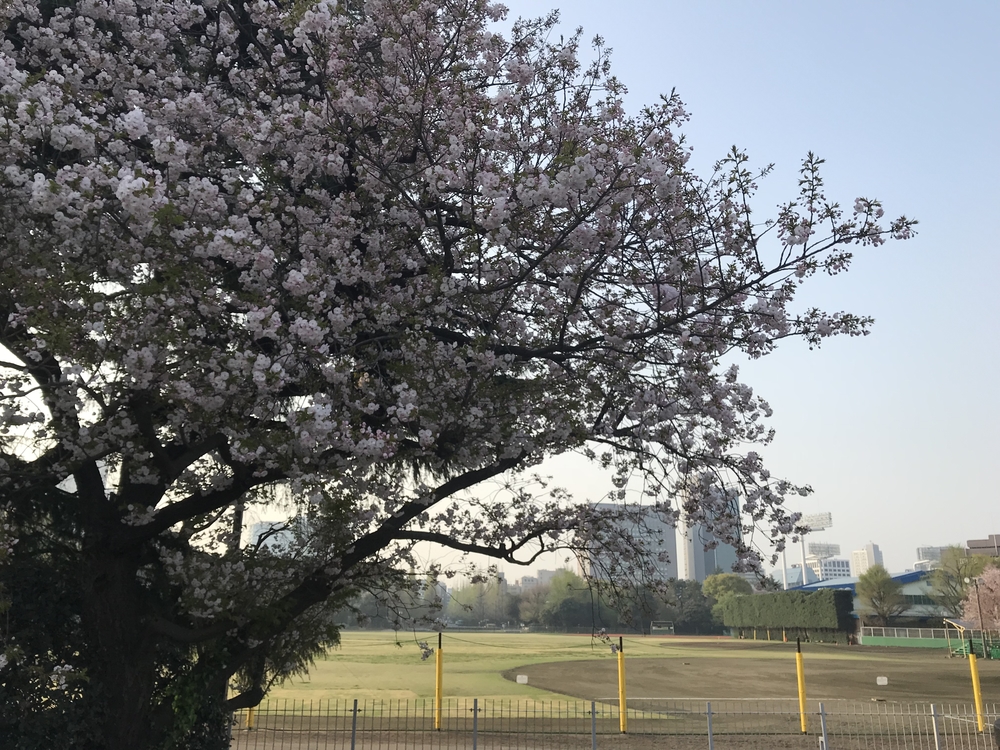 明治神宮外苑の写真4