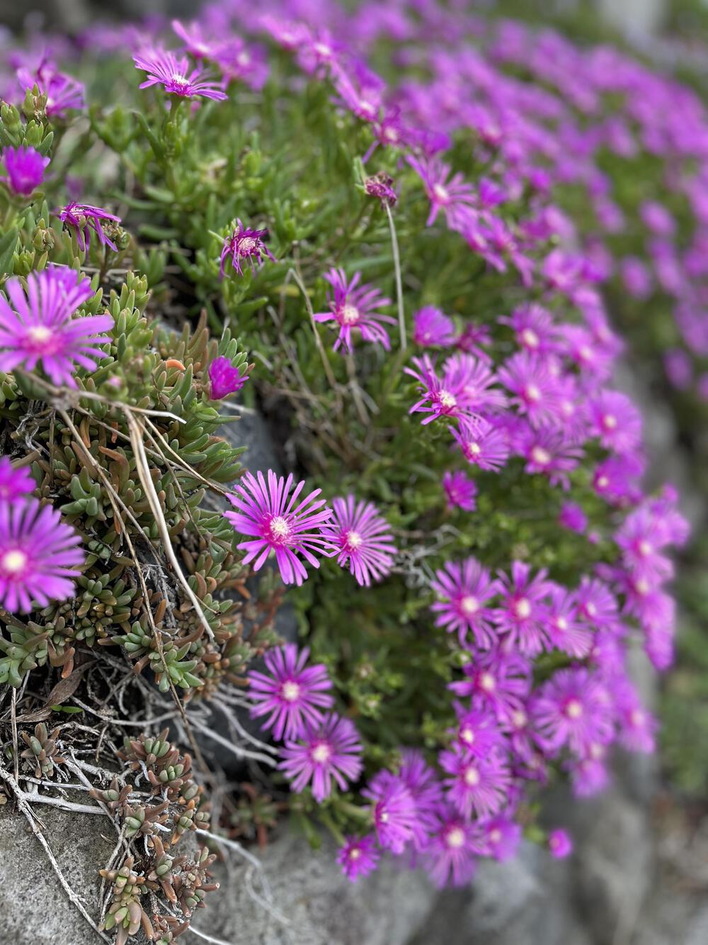 芦ヶ久保駅〜県民の森まで峠走の写真6