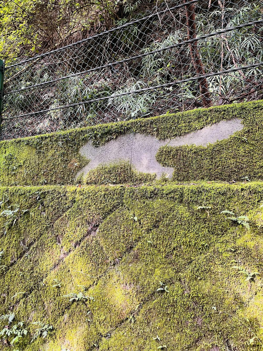 奥武蔵グリーンライン🌳🐿️苔アート🦌峠走の写真4