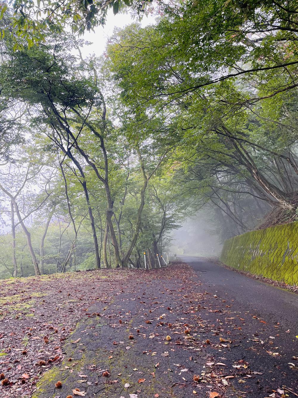 奥武蔵グリーンライン🌳🐿️苔アート🦌峠走の写真7