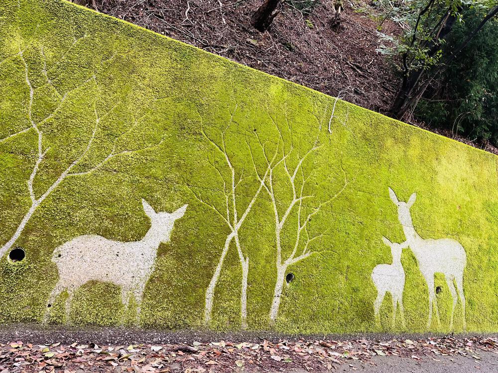 奥武蔵グリーンライン🌳🐿️苔アート🦌峠走の写真11