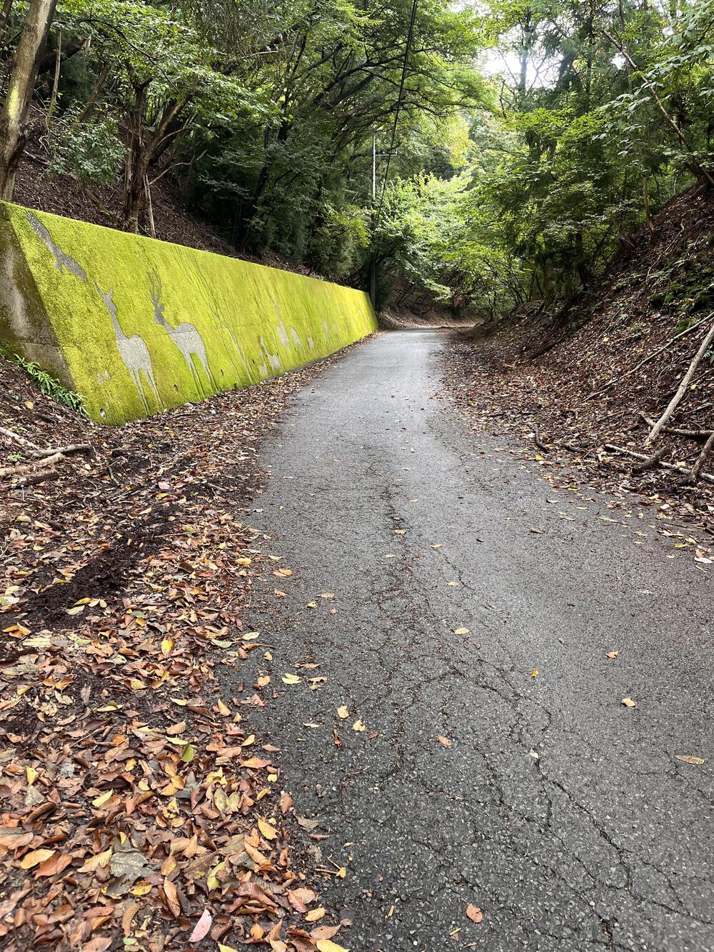 奥武蔵グリーンライン🌳🐿️苔アート🦌峠走の写真12