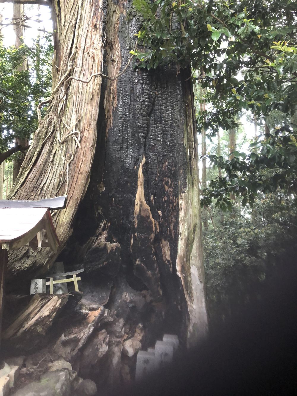 清滝のバス停から愛宕山神社本殿経由して水尾、保津峡駅の写真19