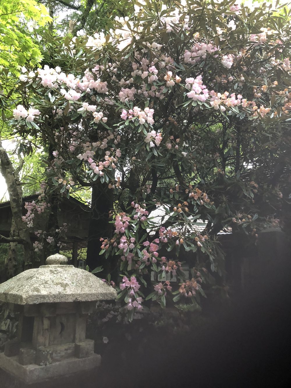 清滝のバス停から愛宕山神社本殿経由して水尾、保津峡駅の写真26