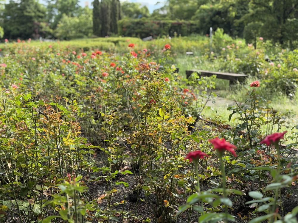 徳島駅近！城跡史跡を巡る旅ランの写真5
