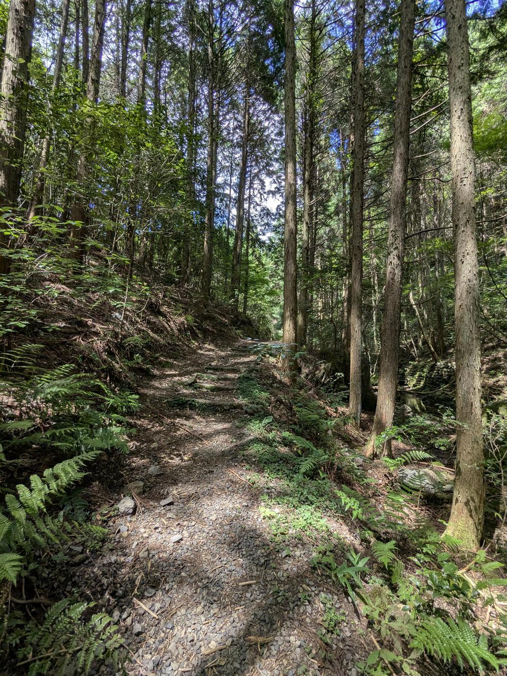 入鹿池の林道を八曽滝まで往復約10キロのコースの写真3