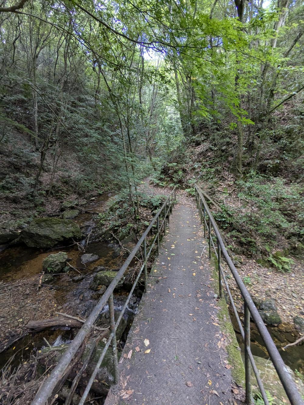 入鹿池の林道を八曽滝まで往復約10キロのコースの写真6