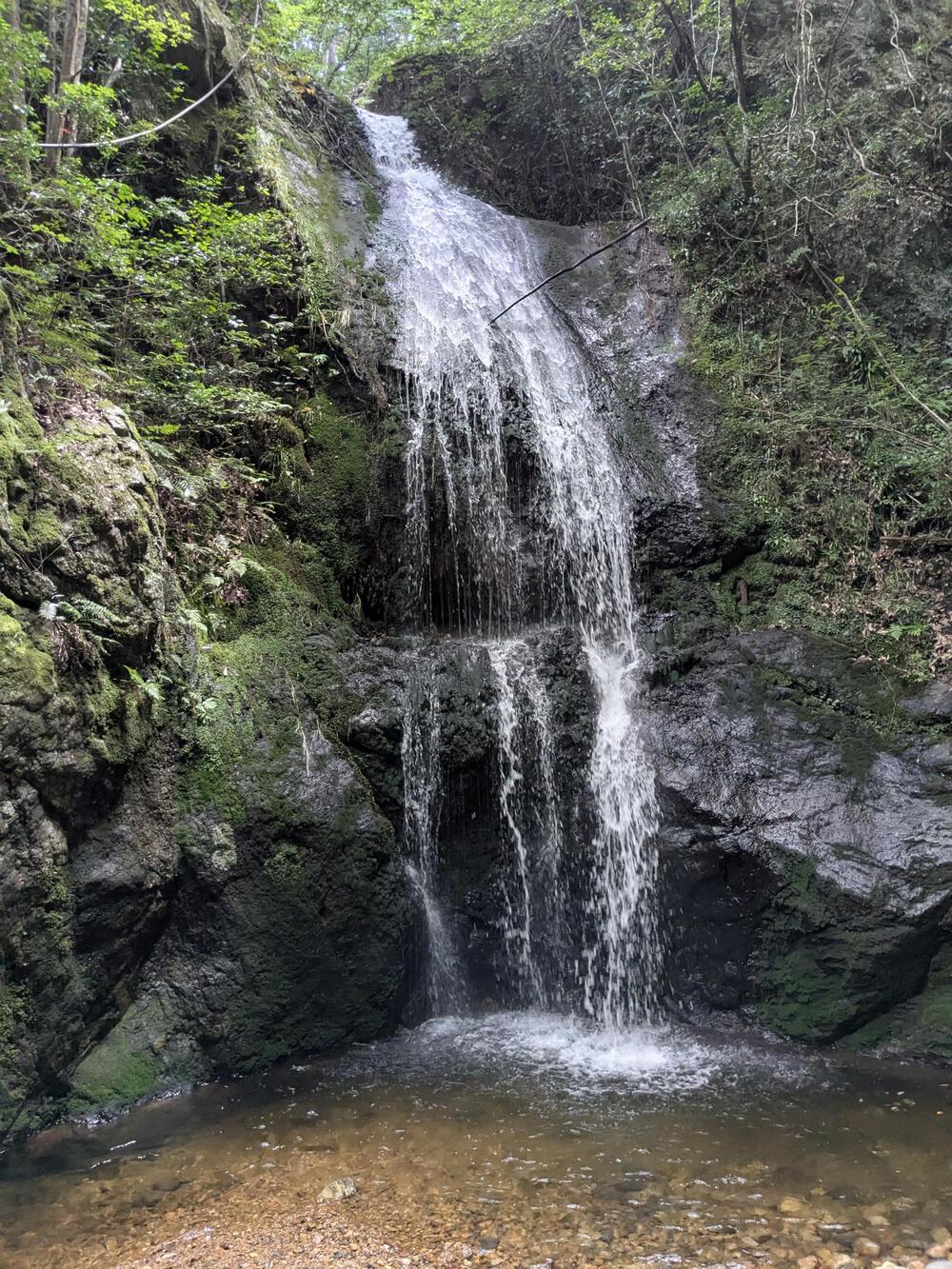 入鹿池の林道を八曽滝まで往復約10キロのコースの写真7