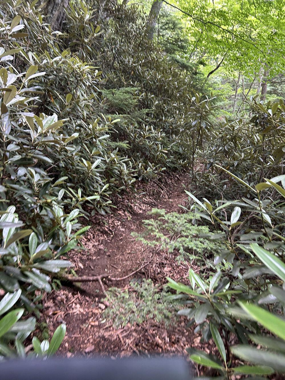 中禅寺湖周回トレイルの写真4