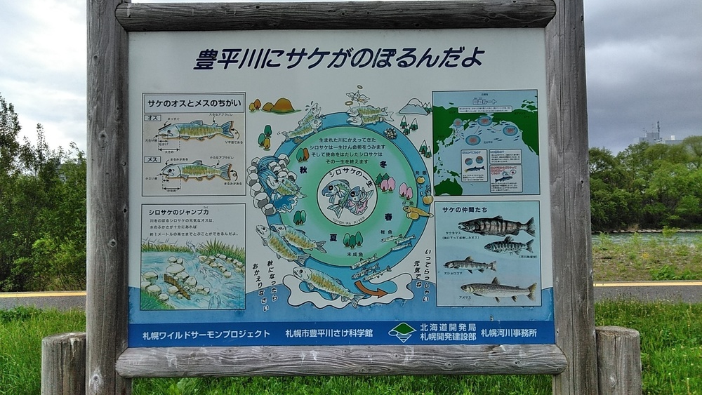 すすきの発着！豊平川河川敷～真駒内公園往復の写真9