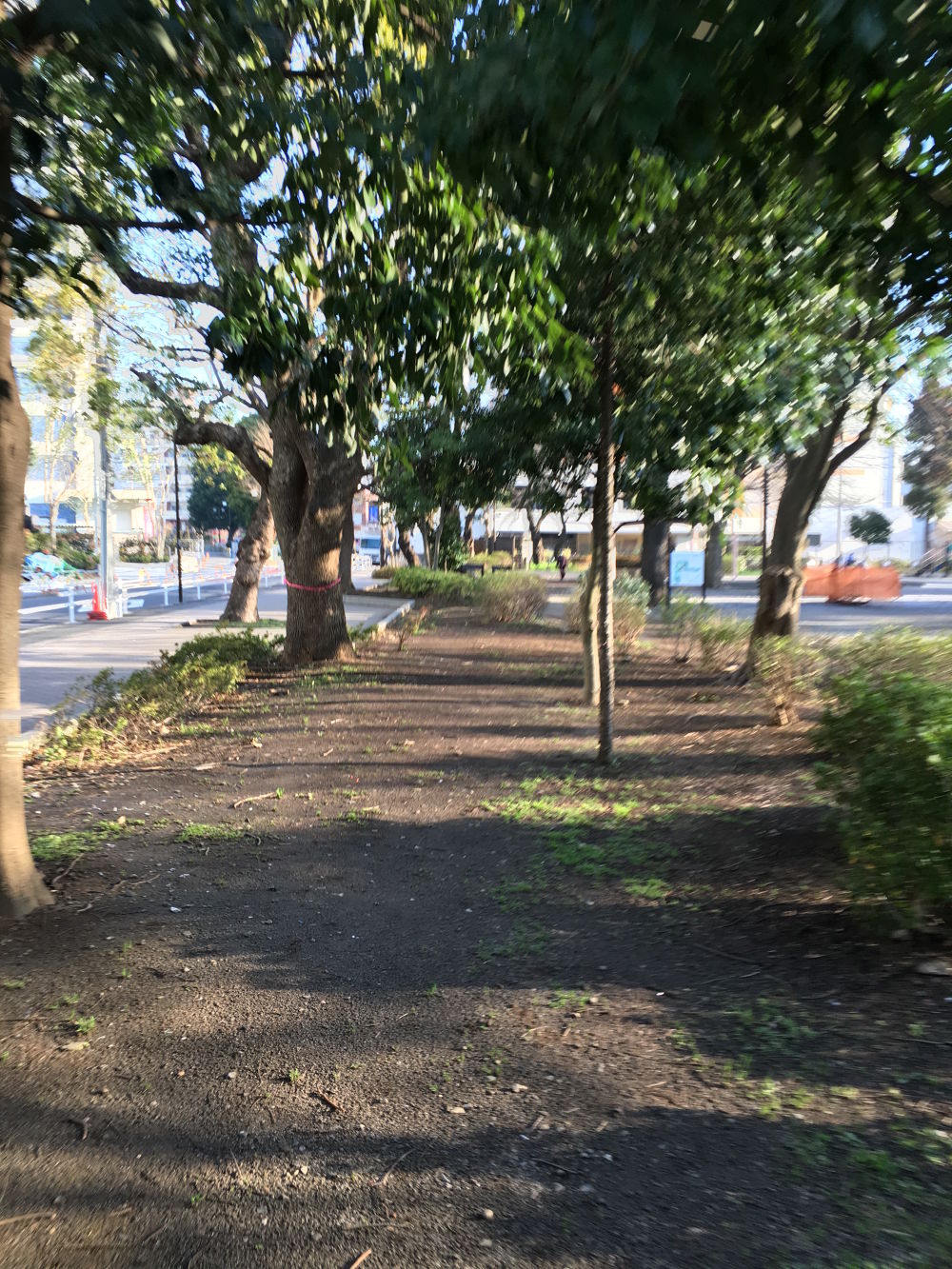 都会の喧騒から抜け出す森林浴ランの写真5