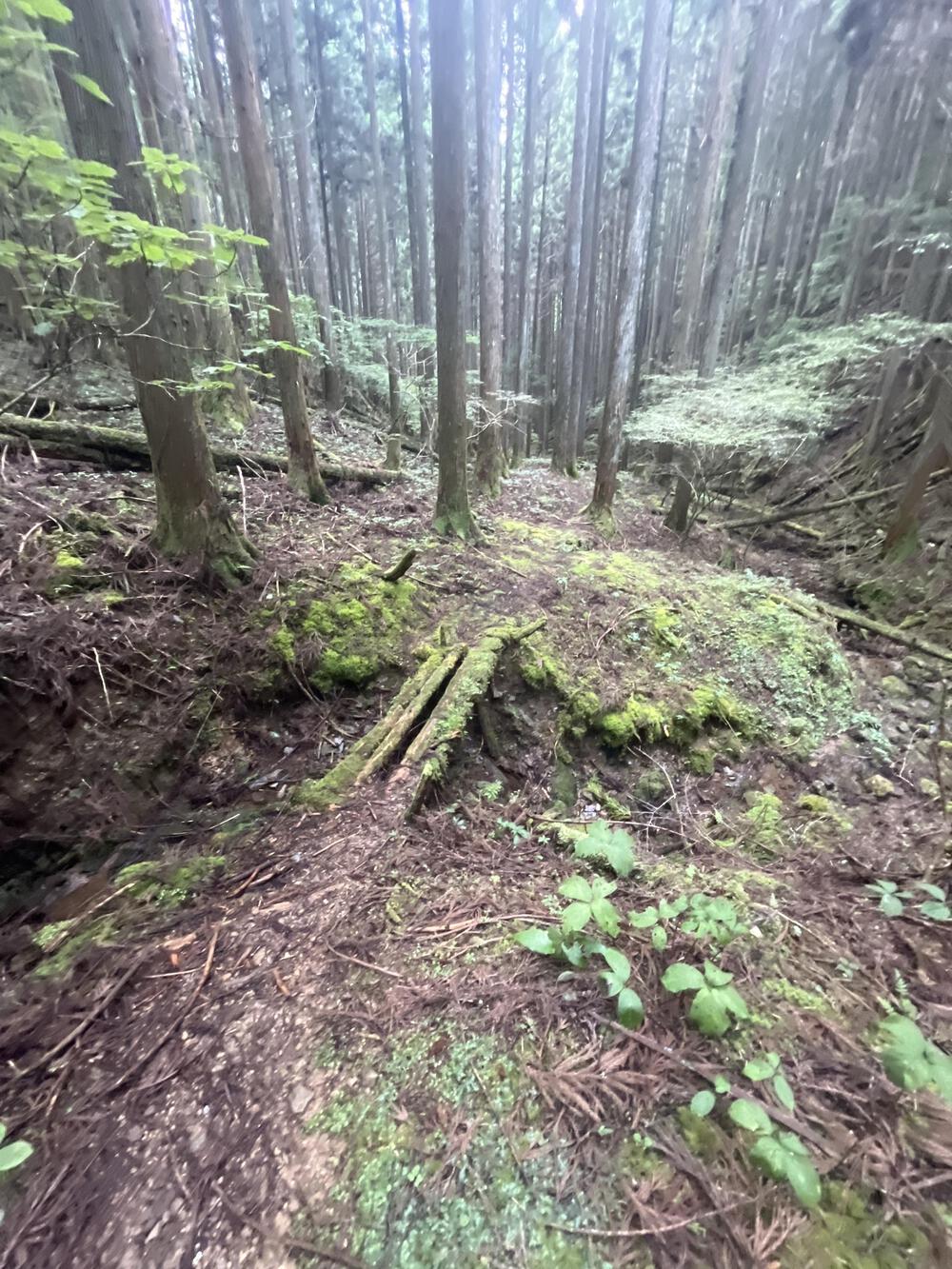 世界遺産を愛でるコースの写真3