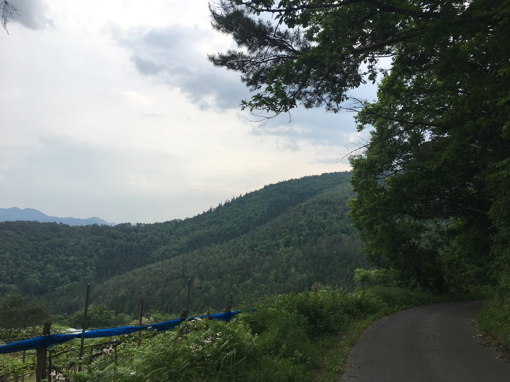 出張ラン - かみのやま 葉山温泉 Real Local Trail Running 6.3kmの写真4