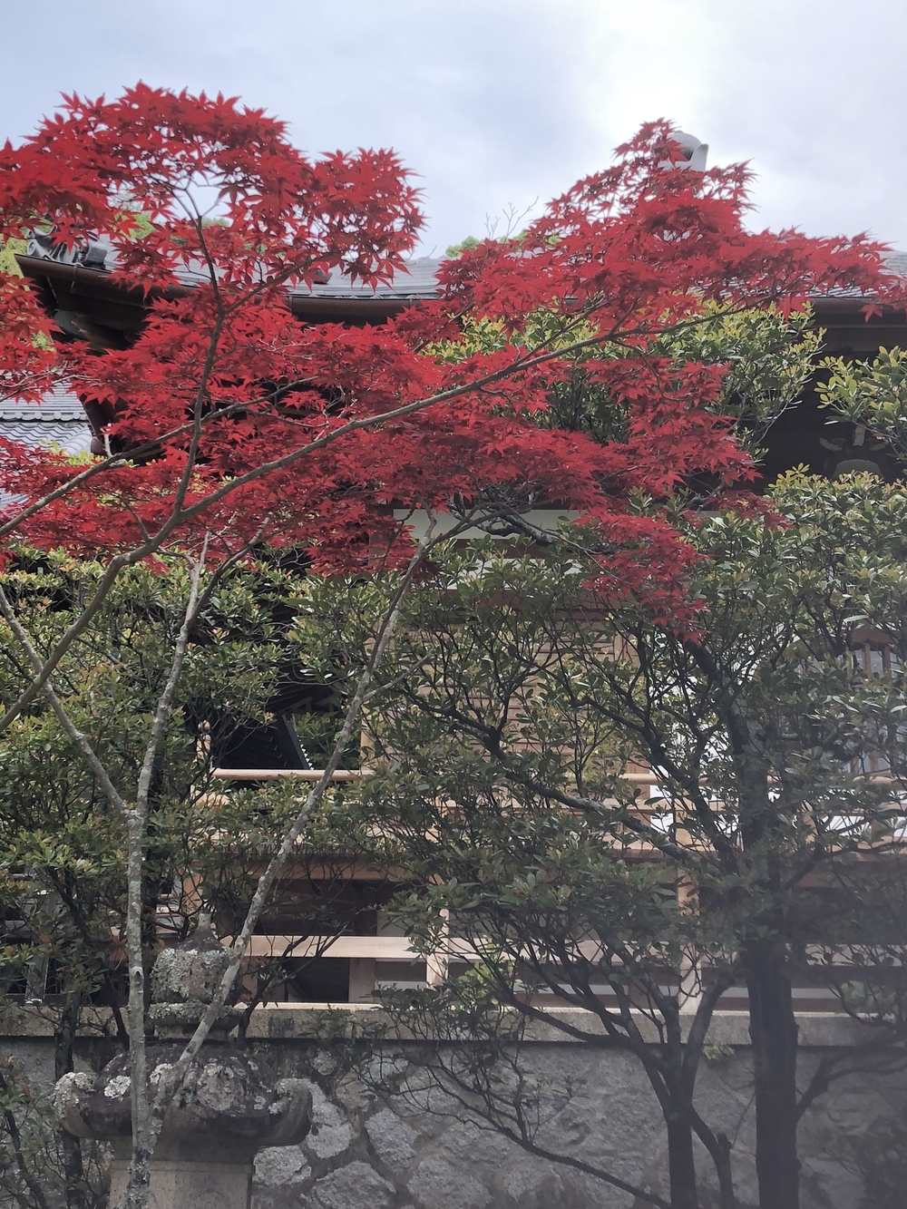 神戸三宮駅から徳光院、布引の滝、布引貯水池、布引ハーブ園、神戸クアハウスの写真5