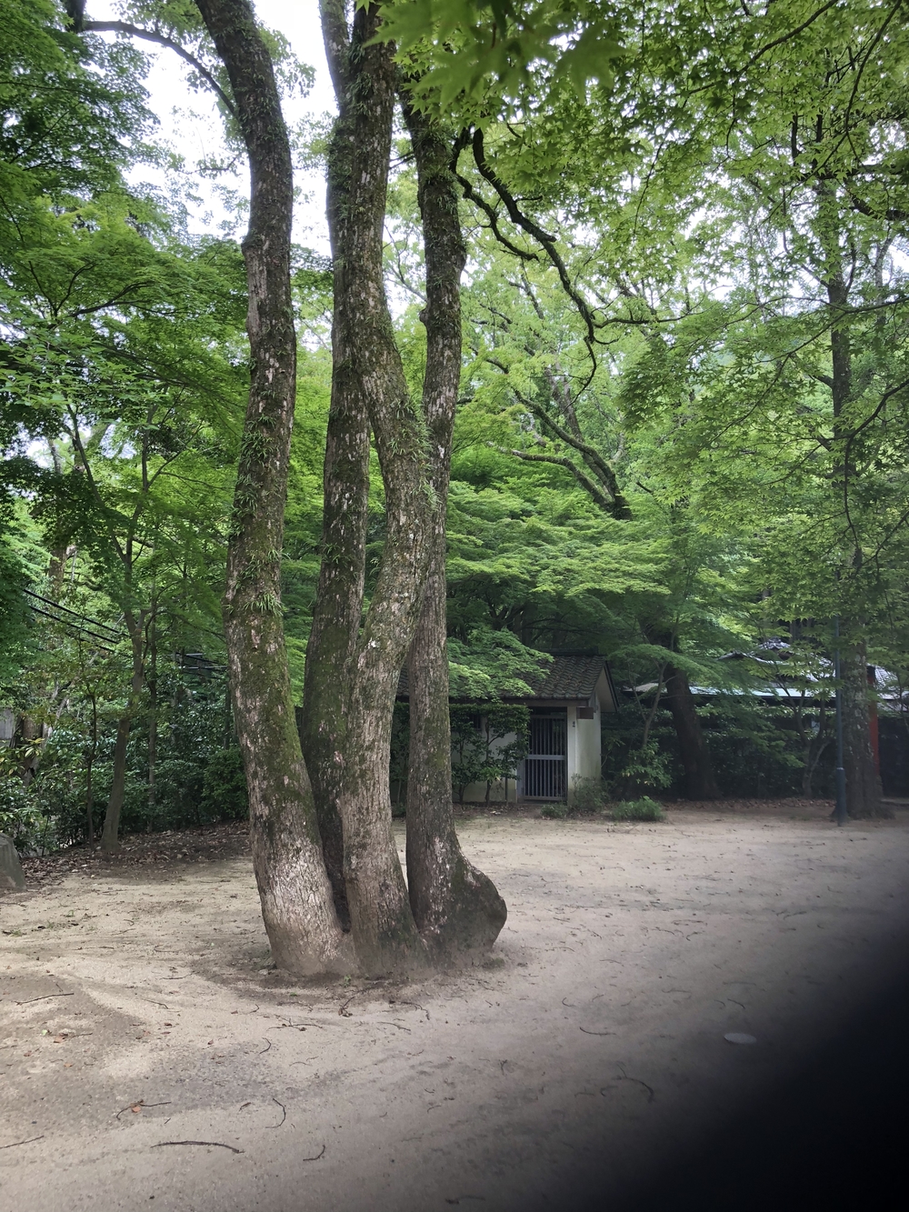 神戸三宮駅から徳光院、布引の滝、布引貯水池、布引ハーブ園、神戸クアハウスの写真9
