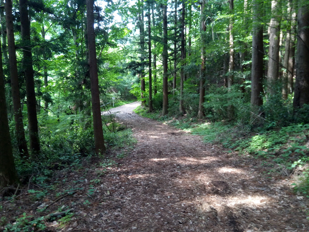 ビギナーにおすすめ倉渕トレランコースの写真5