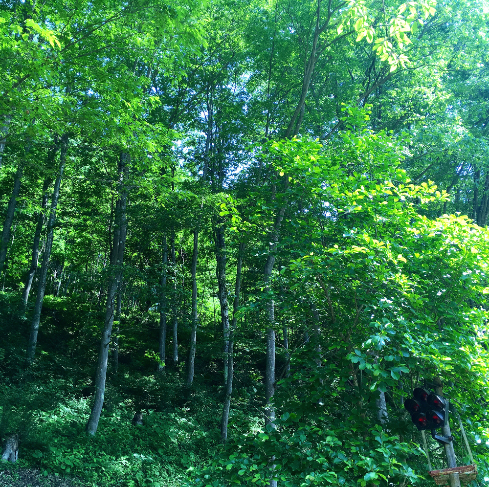 自然を満喫！安曇野観光ランの写真5