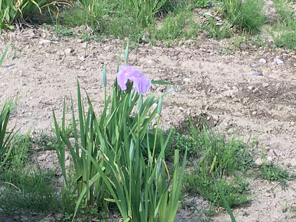自然を満喫！安曇野観光ランの写真6