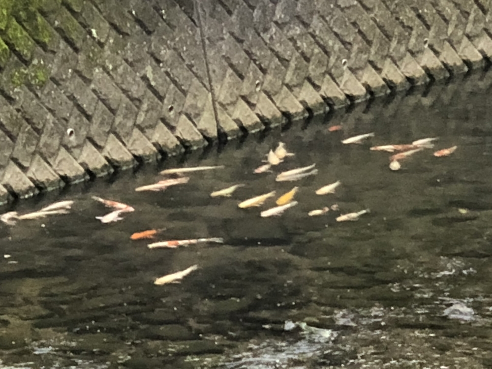 佐世保駅前から佐世保市役所までの往復観光コースの写真17