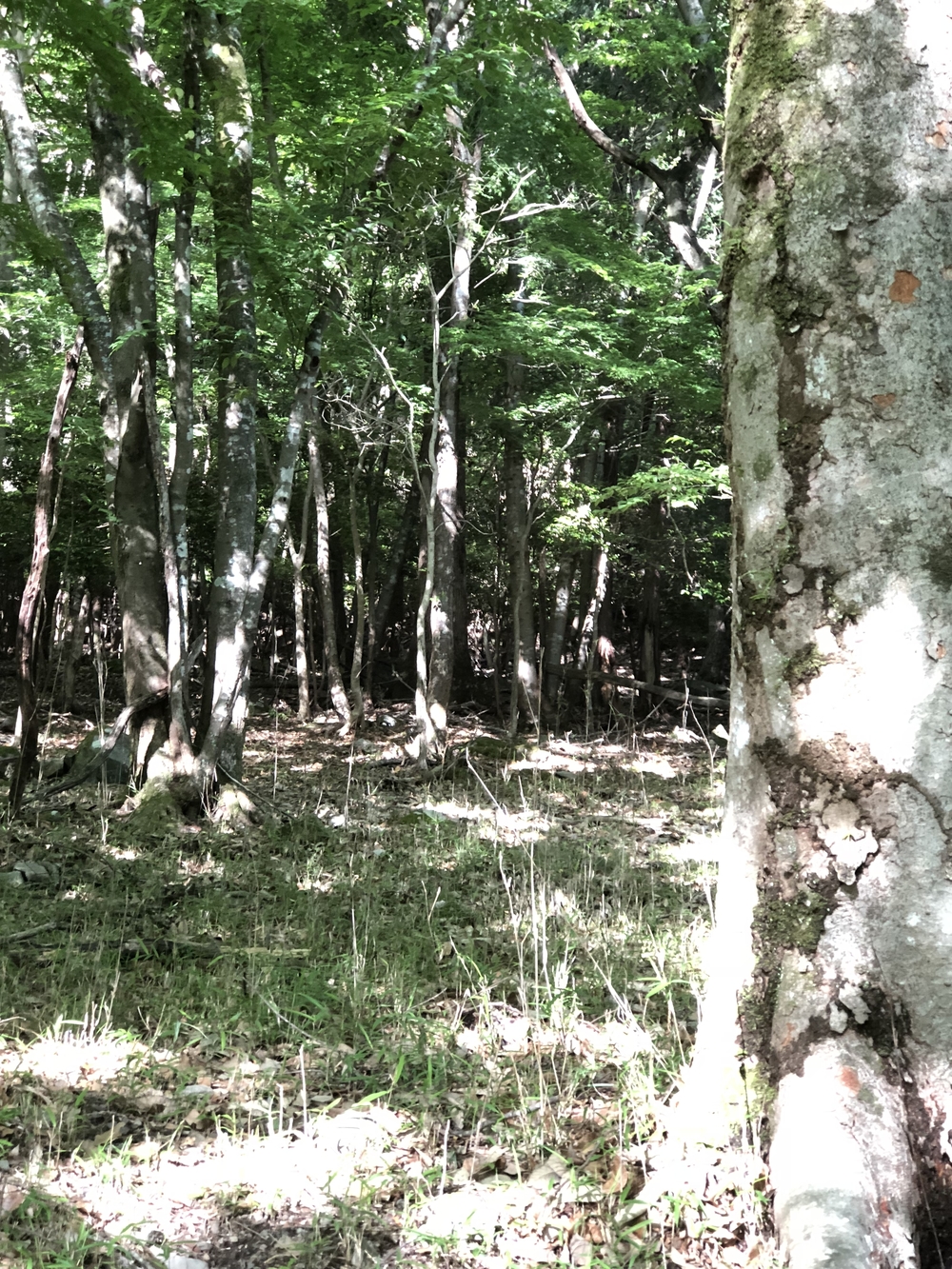 八瀬比叡山口駅から大原方面の写真5