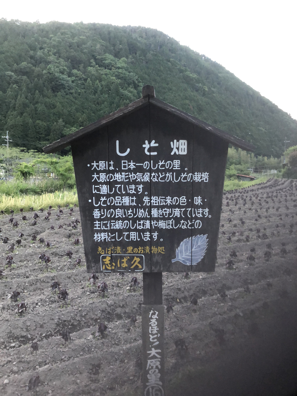 八瀬比叡山口駅から大原方面の写真17