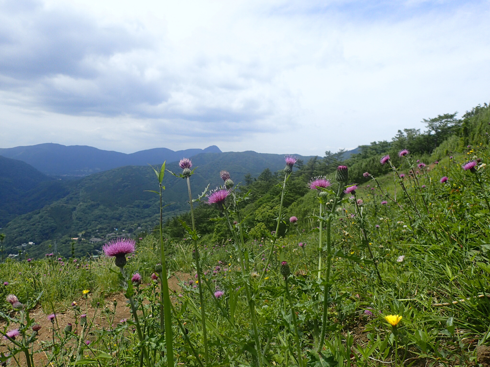 明神ヶ岳トレイル13.5km & 強羅温泉の写真4