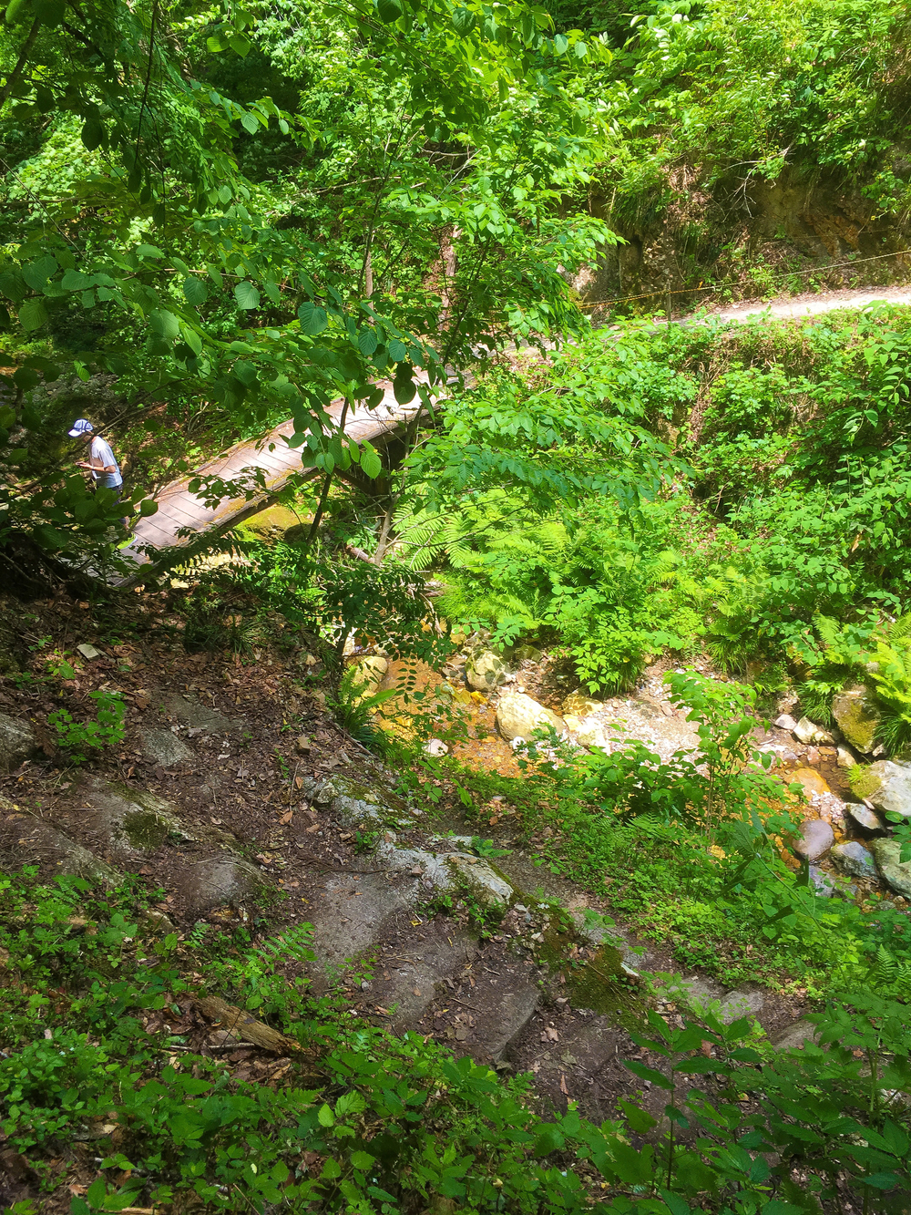 【6月限定】大山祇神社御本社参道トレイルの写真5