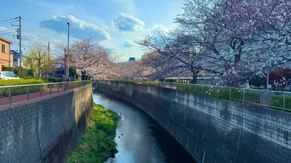 【石化したキャベツ】甘藍の碑【硬化した食物繊維】