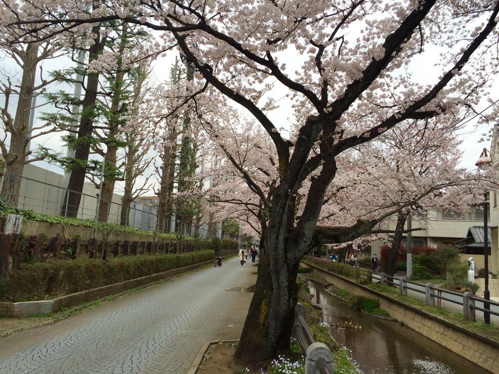 駒沢から世田谷百景・桜並木緑道ラン☆の写真3