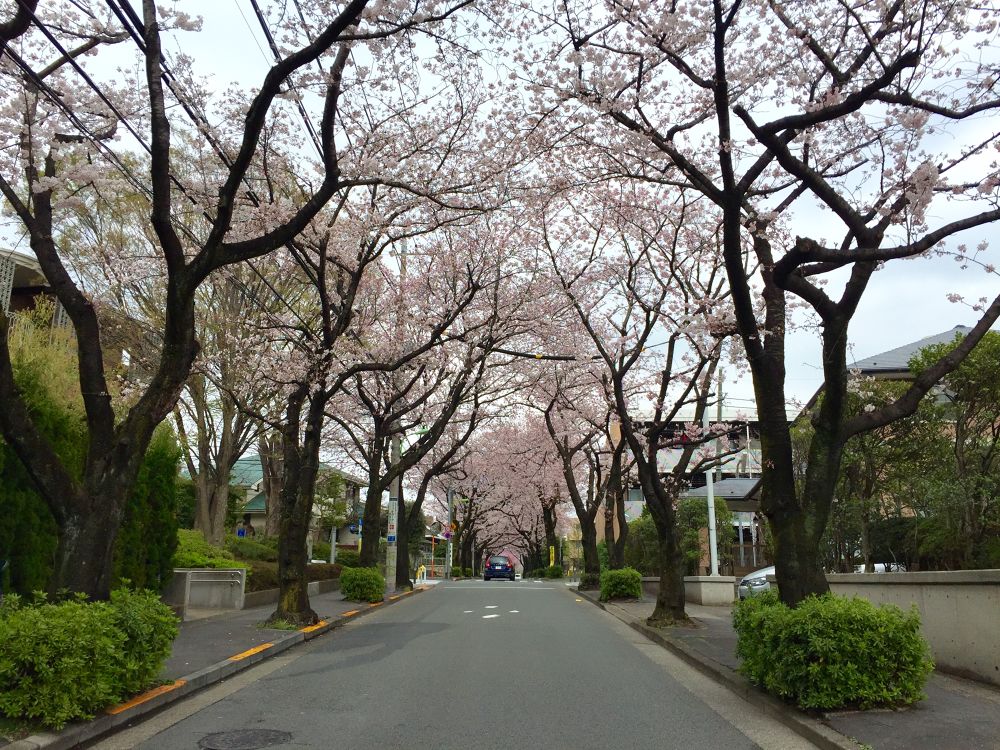 駒沢から世田谷百景・桜並木緑道ラン☆の写真4