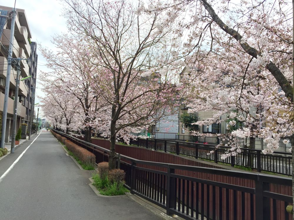 駒沢から世田谷百景・桜並木緑道ラン☆の写真5