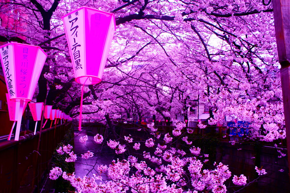 徒然なるままに辿りついたは目黒川の写真3