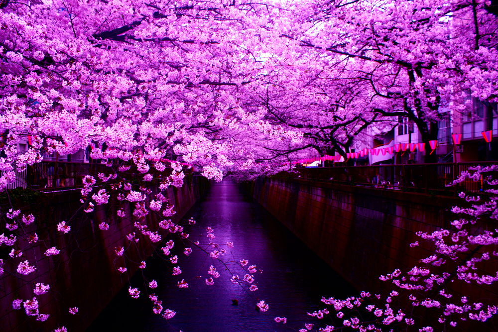 徒然なるままに辿りついたは目黒川の写真4