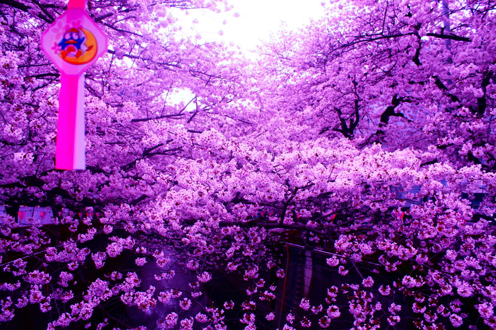 徒然なるままに辿りついたは目黒川の写真5