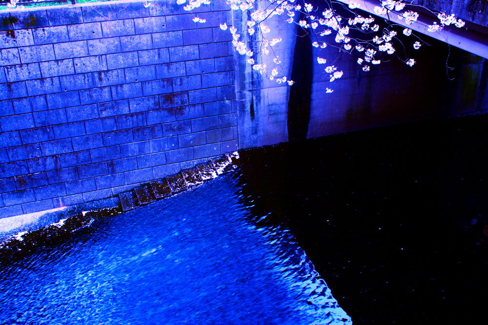 徒然なるままに辿りついたは目黒川の写真6