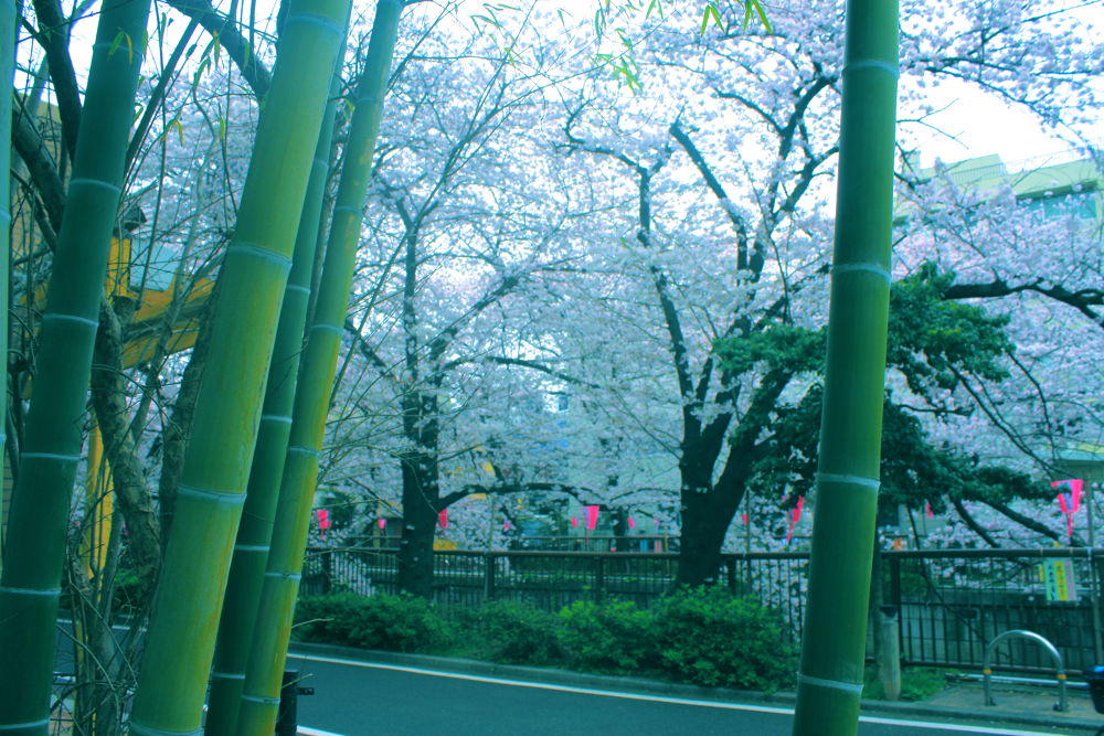 徒然なるままに辿りついたは目黒川の写真7