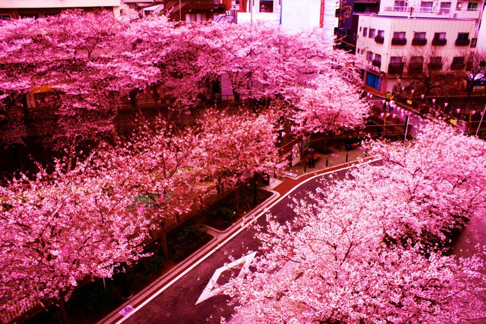 徒然なるままに辿りついたは目黒川の写真8