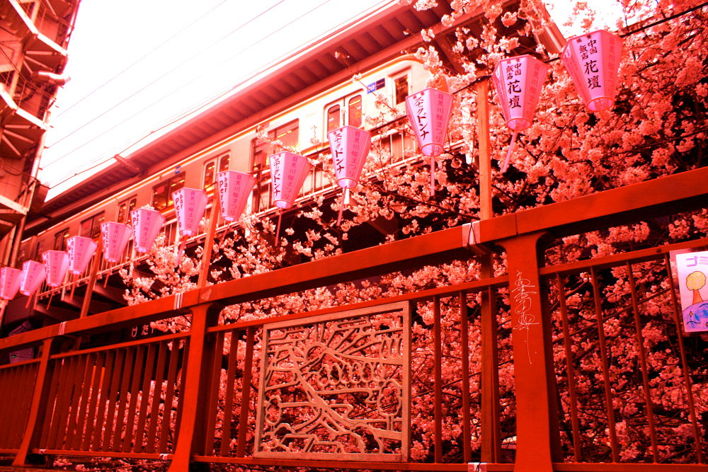 徒然なるままに辿りついたは目黒川の写真9