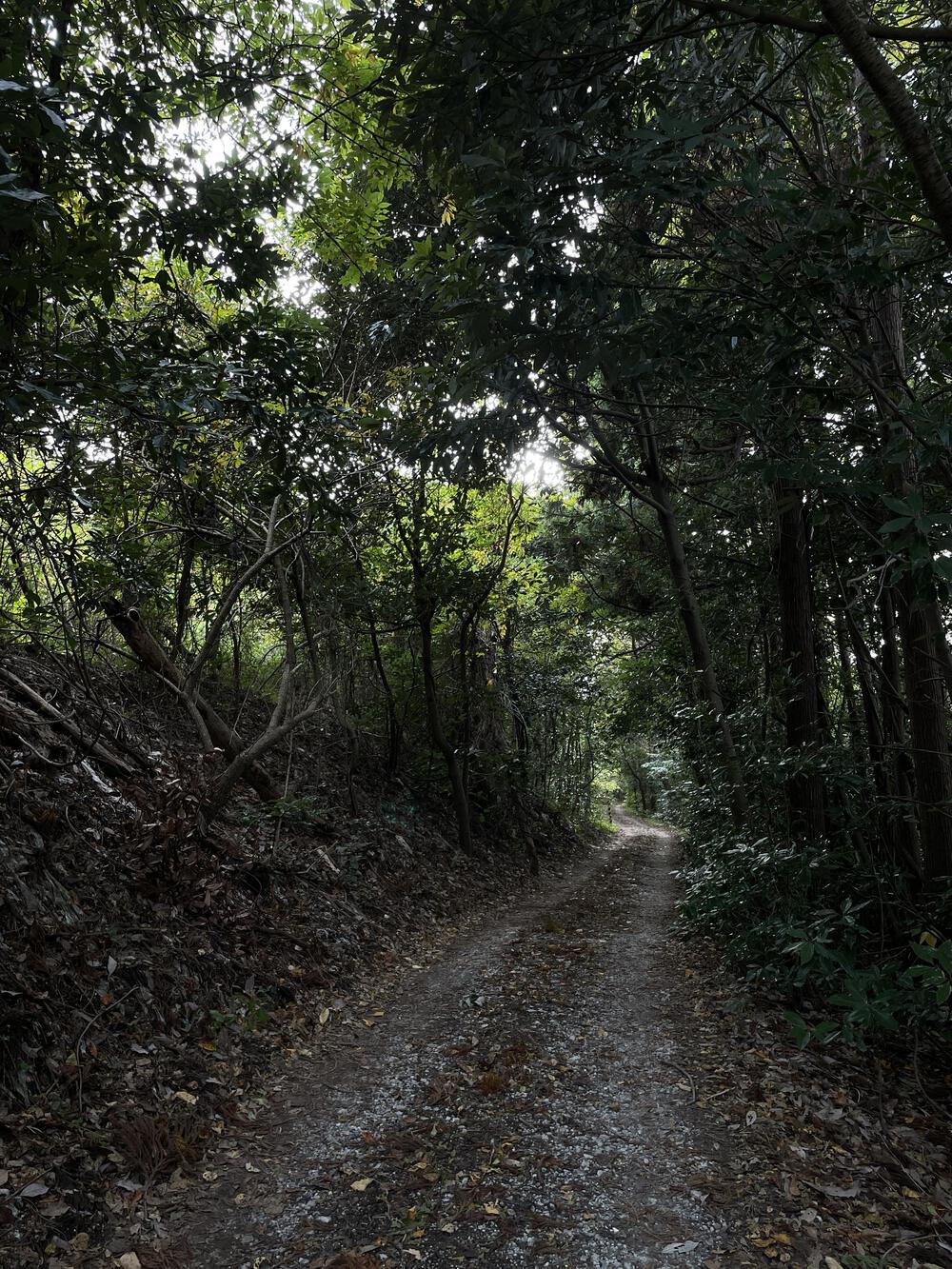 砂丘と湖面がつむぐ佐潟のひとときの写真3