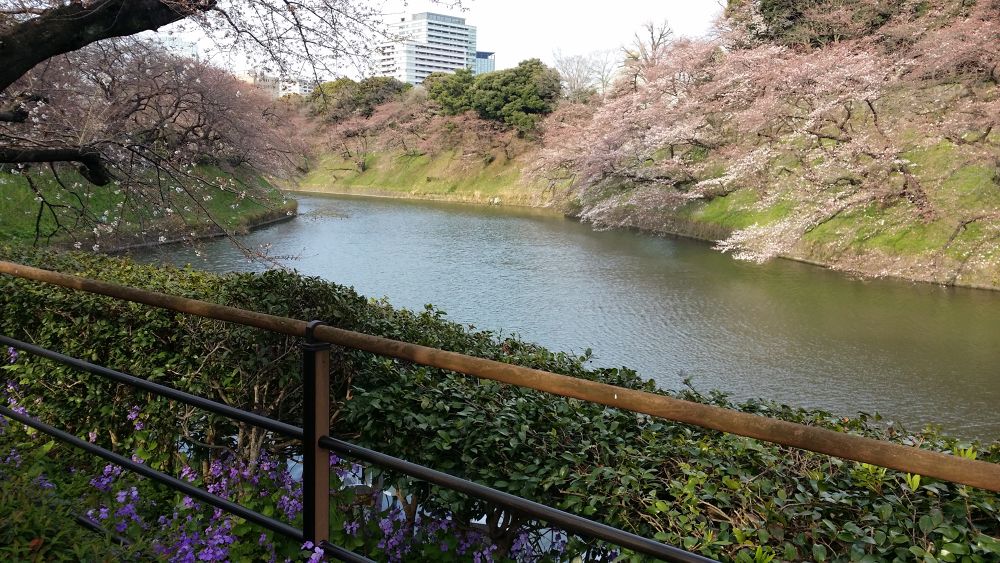 お花見ラン！竹橋〜北の丸〜靖国神社〜市ヶ谷の写真5