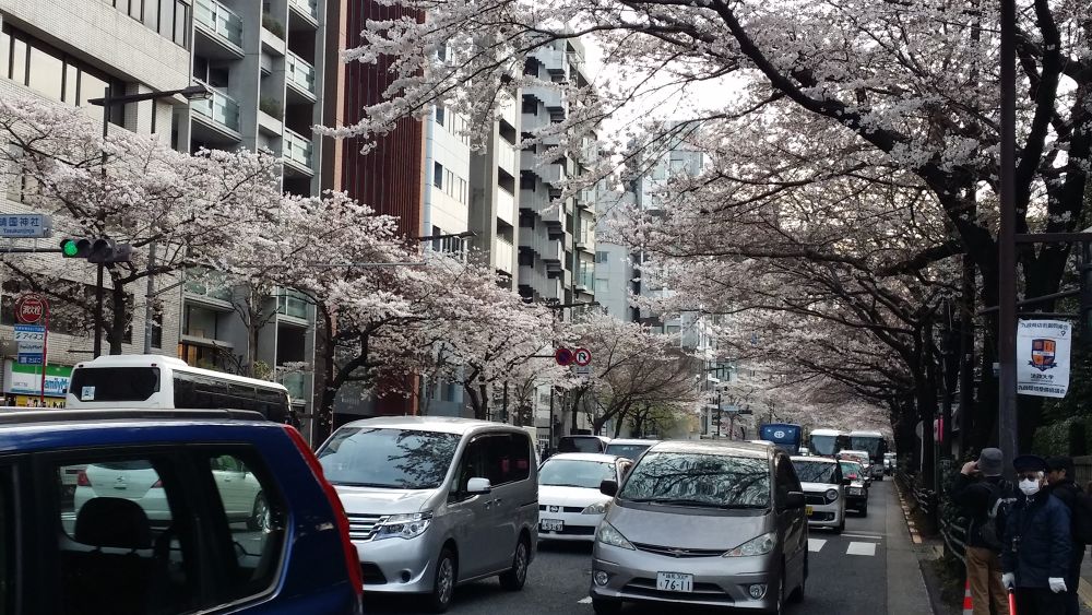 お花見ラン！竹橋〜北の丸〜靖国神社〜市ヶ谷の写真7