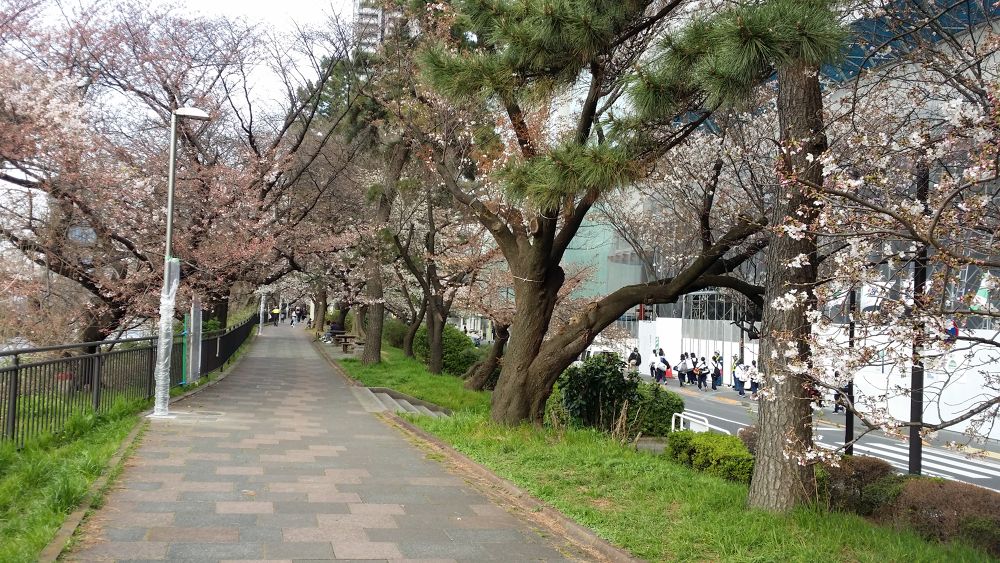 お花見ラン！竹橋〜北の丸〜靖国神社〜市ヶ谷の写真8
