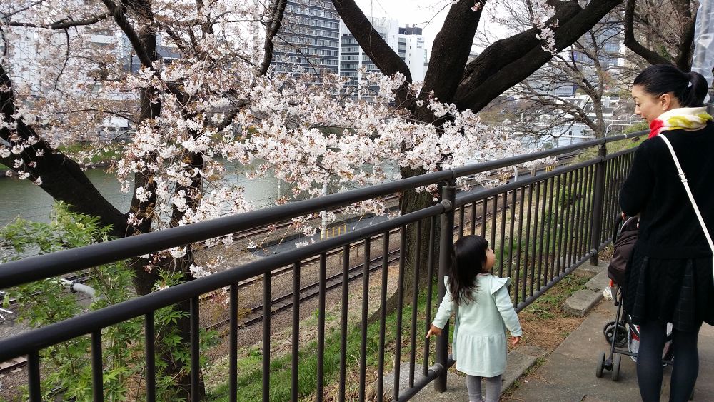お花見ラン！竹橋〜北の丸〜靖国神社〜市ヶ谷の写真9