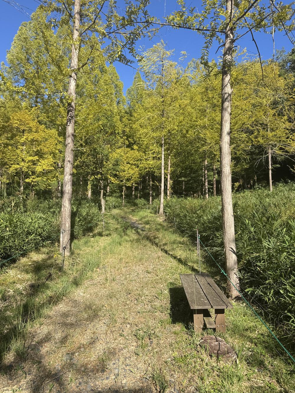 軽めのトレイルランニングにおすすめの写真4