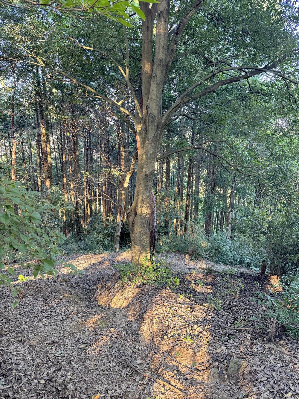 軽めのトレイルランニングにおすすめの写真6