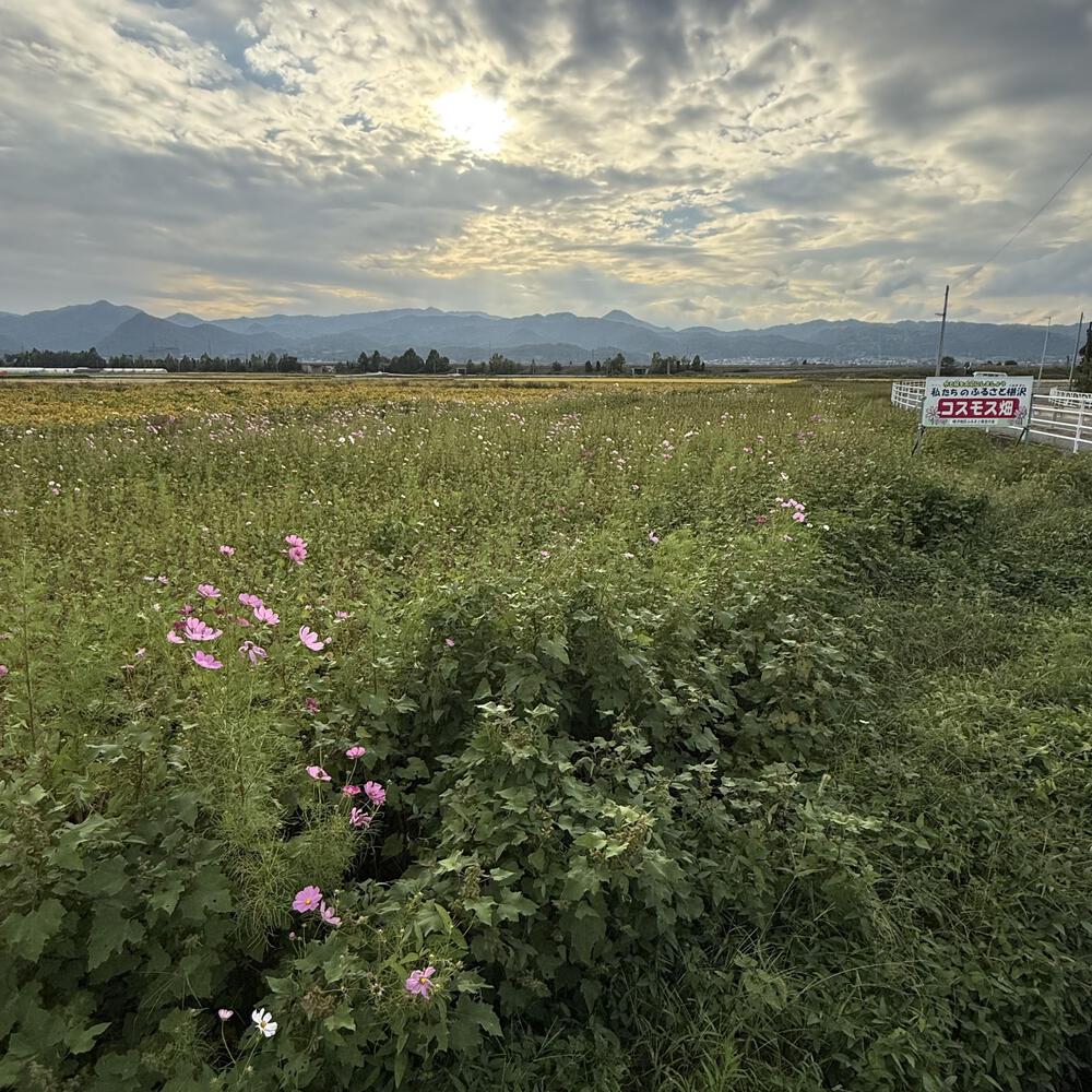 【山形駅西口発周回15km】山々の展望と田園の彩り爽快の写真12